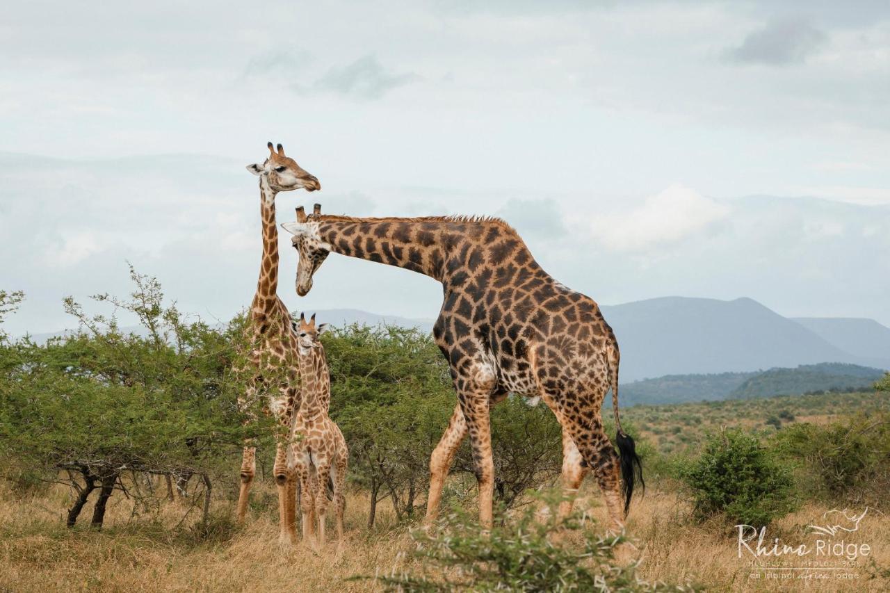 Rhino Ridge Safari Lodge KwaNompondo Luaran gambar