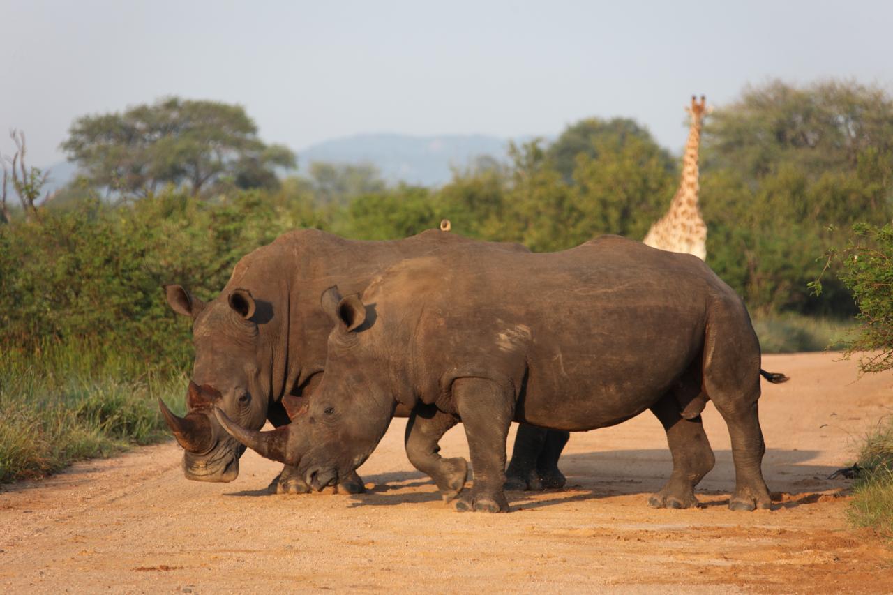 Rhino Ridge Safari Lodge KwaNompondo Luaran gambar