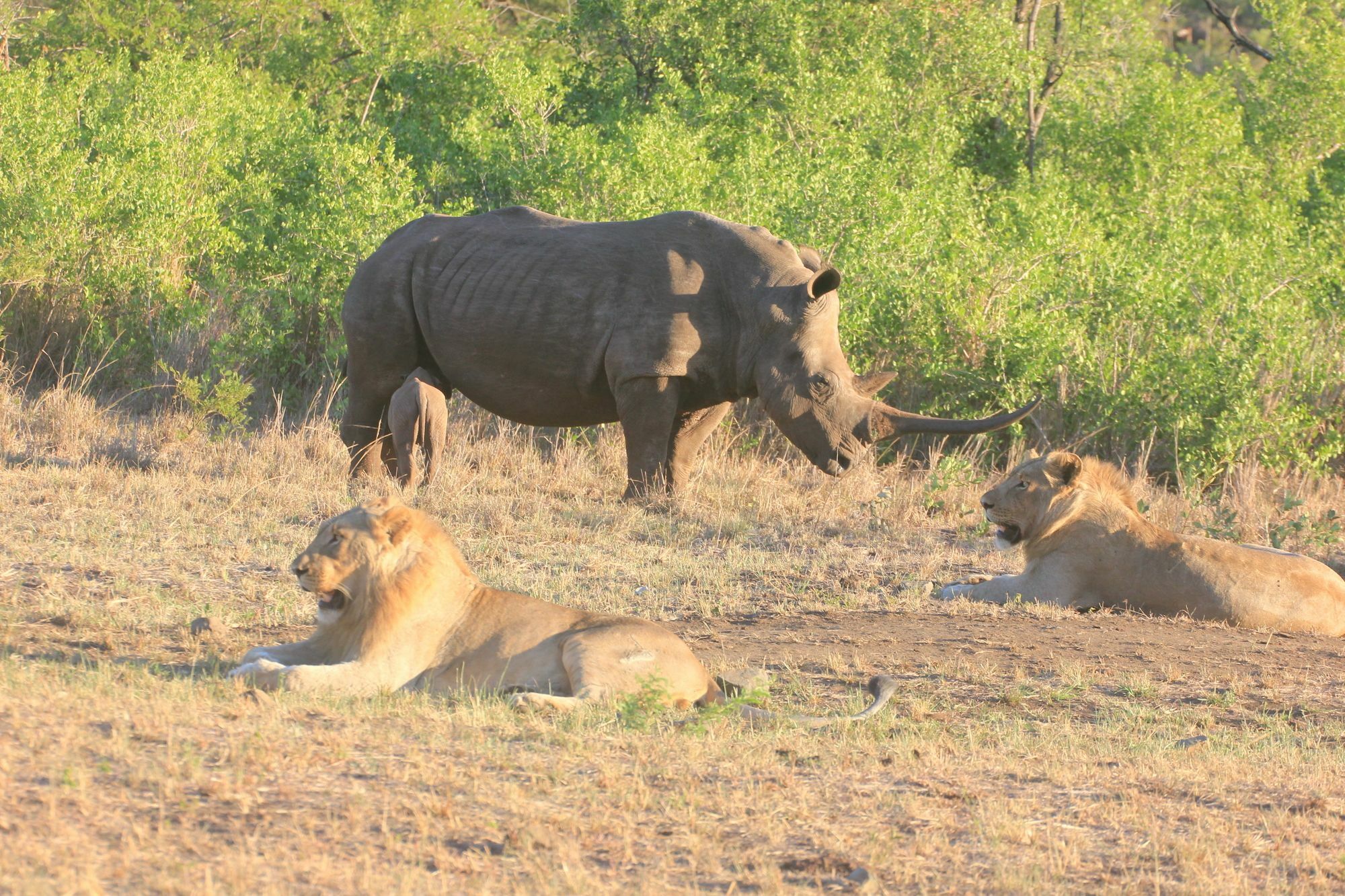 Rhino Ridge Safari Lodge KwaNompondo Luaran gambar